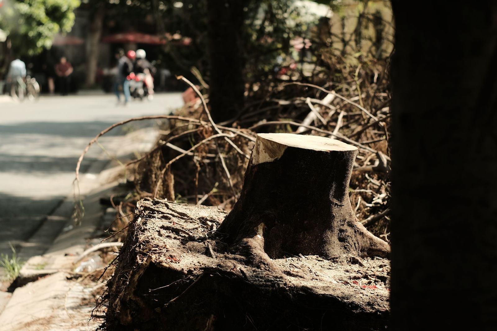 stump grinder tree stump - Clearwater Stump Grinding